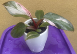 philodendron pink princess plant - baby pink princess plant in a tiny ceramic pot - Parijat Plant 