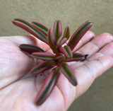 Peperomia Graveolens plant cutting / unrooted - Parijat Plant 