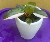 philodendron pink princess baby pink princess plant - baby pink princess plant in a ceramic pot - half moon variegated - exact plant shown in the picture - Parijat Plant 