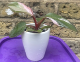 philodendron pink princess plant - baby pink princess plant in a tiny ceramic pot - Parijat Plant 