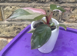 philodendron pink princess plant - baby pink princess plant in a tiny ceramic pot - Parijat Plant 