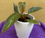 philodendron pink princess plant - baby pink princess plant in a ceramic pot - exact plant - Parijat Plant 