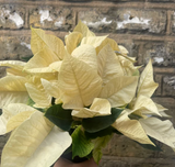 Poinsettia plant - Buy Christmas Poinsettia plant - Christmas plant gift - 12cm potted plant - online plant sale - best plant selling shop - parijatplant - online shopping - interior houseplant - indoor jungle - plant daddy - plant mommy- plant day - plant addicted - plant lovers - plant day - online sale - shopify best online plant shop - online plant shop in uk - uk best online plant shop - Christmas gift - home decoration - plant 