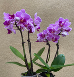 mini phalaenopsis orchid - 2 mini moth orchid - live orchid in tiny 6cm pot - Parijat Plant 