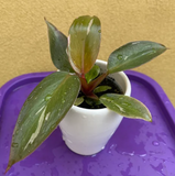philodendron pink princess plant - baby pink princess plant in a ceramic pot - exact plant - Parijat Plant 