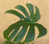 Monstera Deliciosa plant - well rooted medium monstera plant - exact plant shown into the picture - Parijat Plant 
