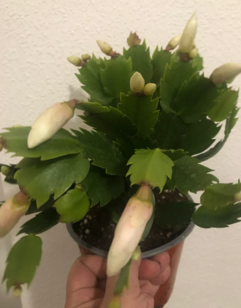 Christmas cactus - live Christmas cactus plant-cactus - easy growing - indoor plant - house plant - interior houseplant - best online plant shop - Christmas  gift  - shopify best online houseplant shop - online sale - online shopping - plant daddy - plant mommy - plant addicted - plant lovers - plant day - gardening lovers - plant tiktok - Christmas cactus - cactus