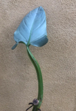 Buy 2 Get 1 Free - philodendron hastatum cutting - silver sword - rare house plant - Parijat Plant 