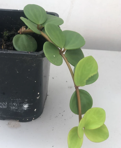 Buy SO CUTE Peperomia hope plant in a 7.5" pot - Indoor plant - houseplant - Easy care - succulent - succulent gift - parijat plant shop - best houseplant shop  - shopify online plant shop - online sell - online selling - best houseplant shop - interior houseplant - interior indoor plant  - gardening - plant lovers - plant day - plant addicted - plant daddy - plant mommy
