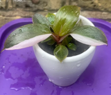 philodendron pink princess baby pink princess plant - baby pink princess plant in a ceramic pot - half moon variegated - exact plant shown in the picture - Parijat Plant 