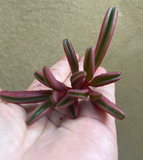 Peperomia Graveolens plant cutting / unrooted - Parijat Plant 