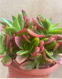Crassula capitella - crassula Campfirea plant in a tiny 8cm pot -1 stem only - rare succulent - easy growing - Parijat Plant 