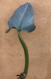 Buy 2 Get 1 Free - philodendron hastatum cutting - silver sword - rare house plant - Parijat Plant 