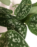 Scindapsus pictus Plant - Indoor plant - Satin photos - Trailing house plant - 12cm potted plant - Parijat Plant 