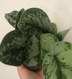 Scindapsus pictus Plant - Indoor plant - Satin photos - Trailing house plant - 12cm potted plant - Parijat Plant 