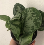 Scindapsus pictus Plant - Indoor plant - Satin photos - Trailing house plant - 12cm potted plant - parijat plant - best plant selling shop - plant day - plant addicted - interior houseplant - interior indoorplant - plant tiktok - plant trend - houseplant - popular houseplant - popular indoor plant - online sell - online shopping - shopify online plant shop 