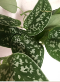 Scindapsus pictus Plant - Indoor plant - Satin photos - Trailing house plant - 12cm potted plant - Parijat Plant 